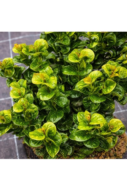 Leucothoe Керлі Ред літнє забарвлення листя